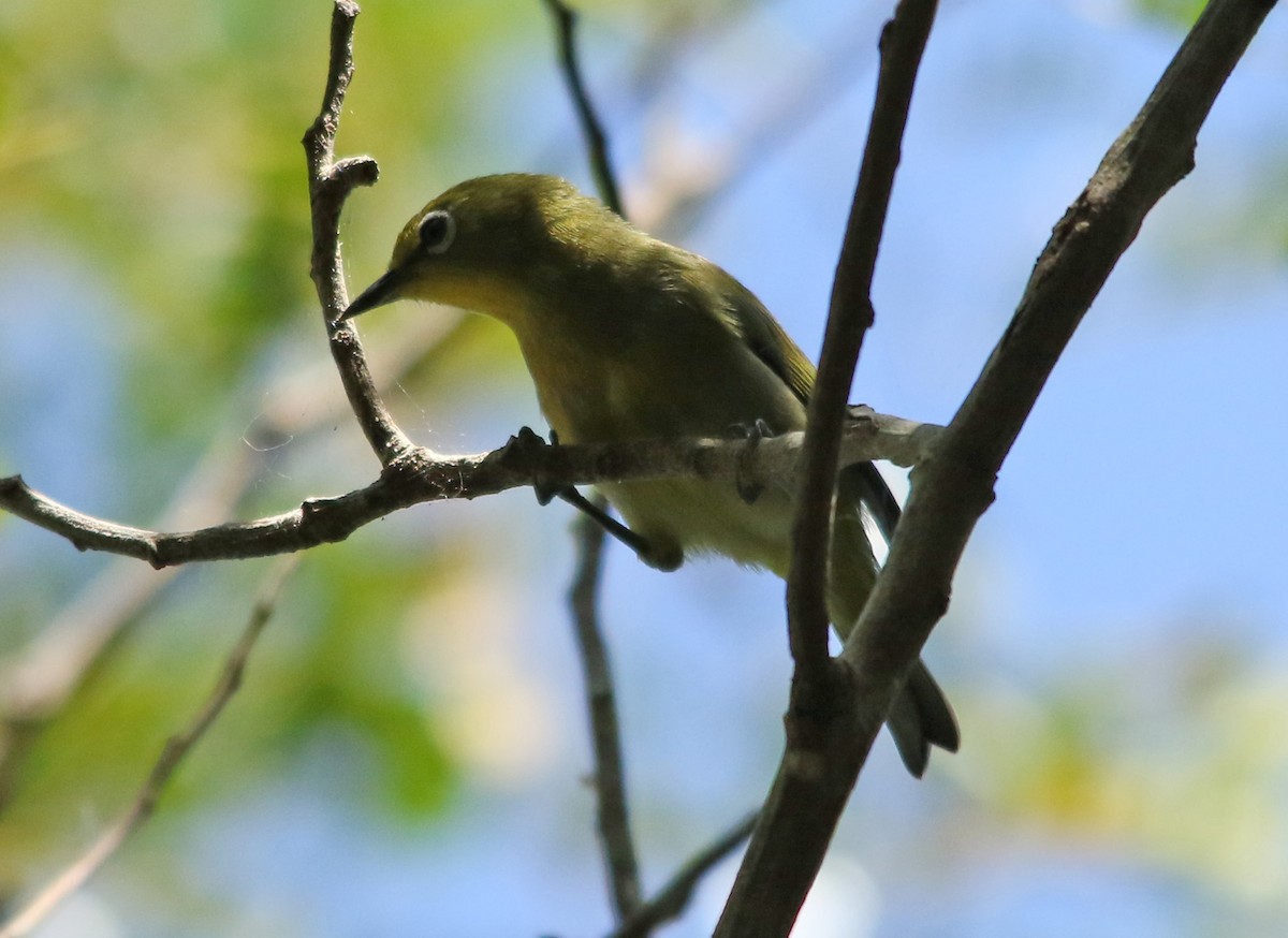 Cape White-eye - ML323713821