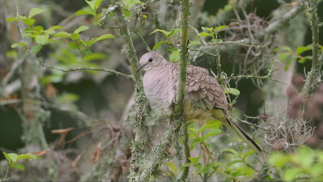 Inca Dove - ML323713881