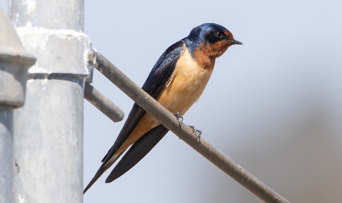 Barn Swallow - ML323714601