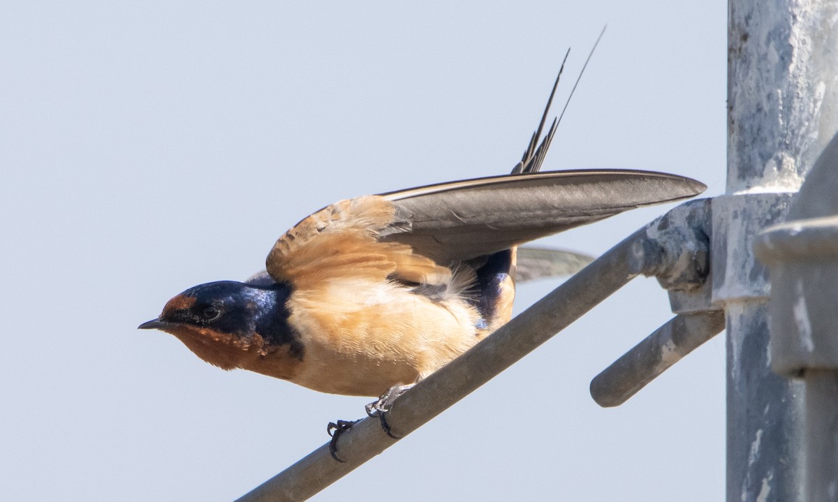 Barn Swallow - ML323714661