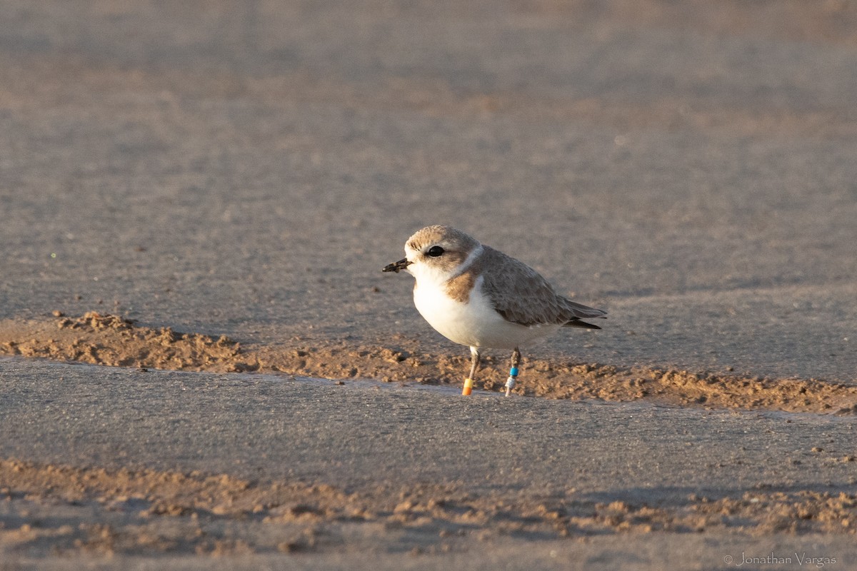 Snowy Plover - ML323714901