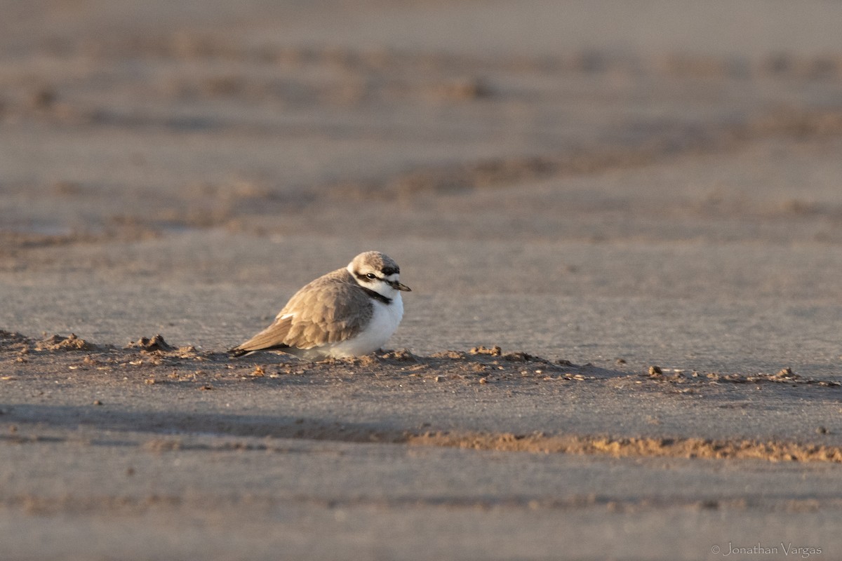 Snowy Plover - ML323715211