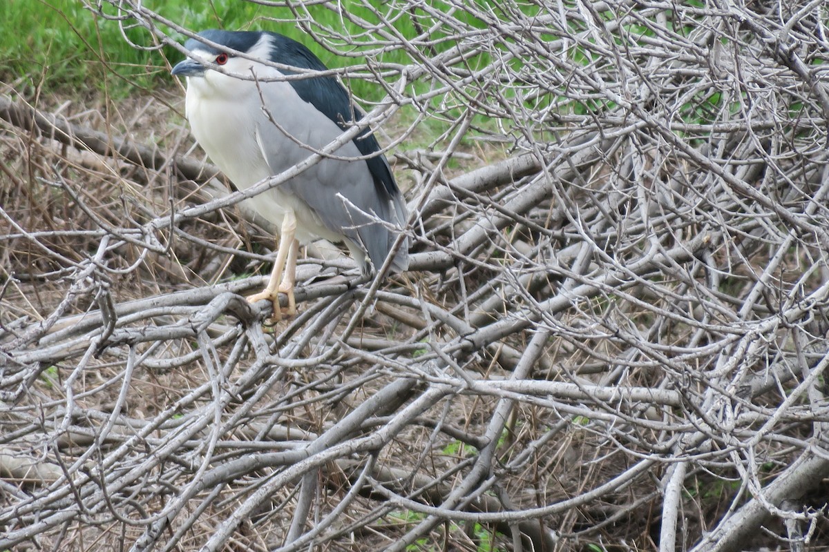 Black-crowned Night Heron - Douglas Brown