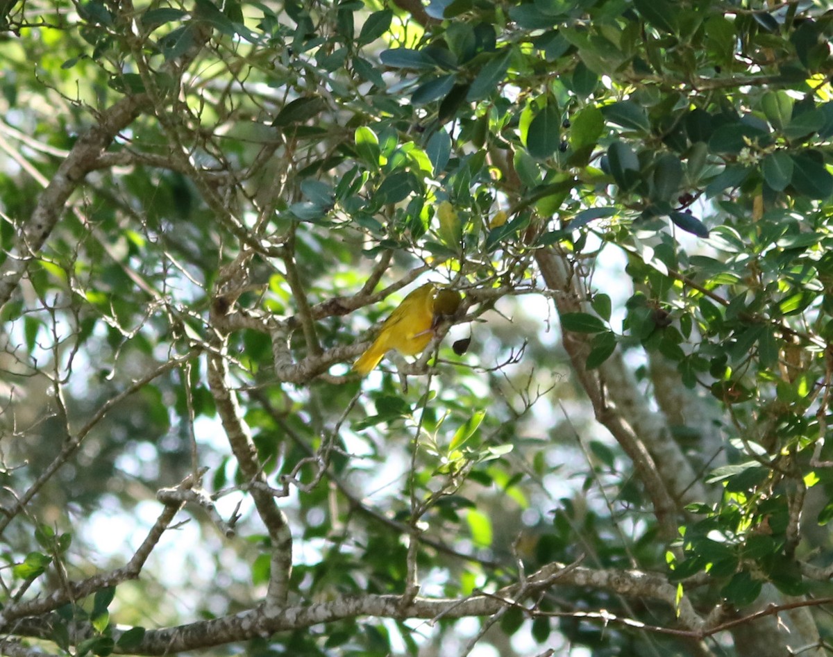 African Golden-Weaver - ML323716991