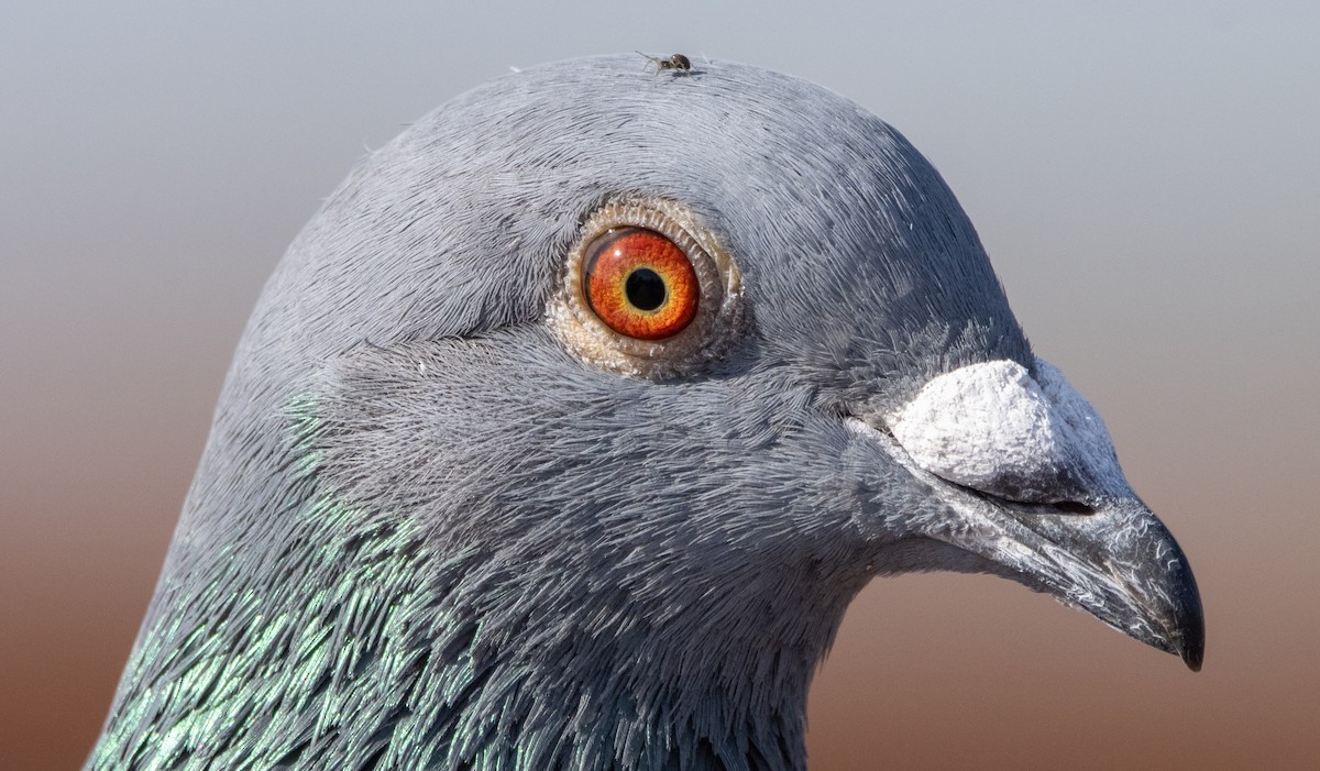 Rock Pigeon (Feral Pigeon) - ML323717921