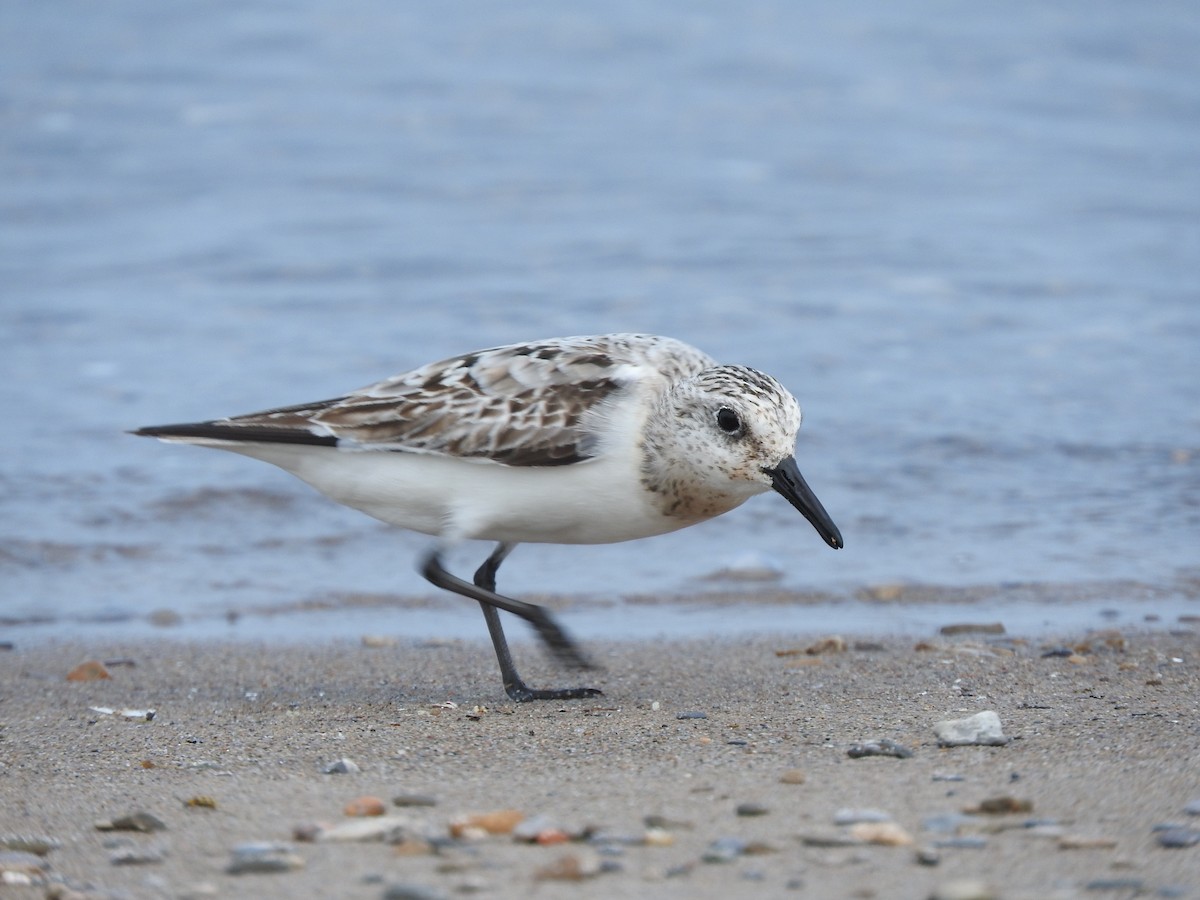 Bécasseau sanderling - ML32371851