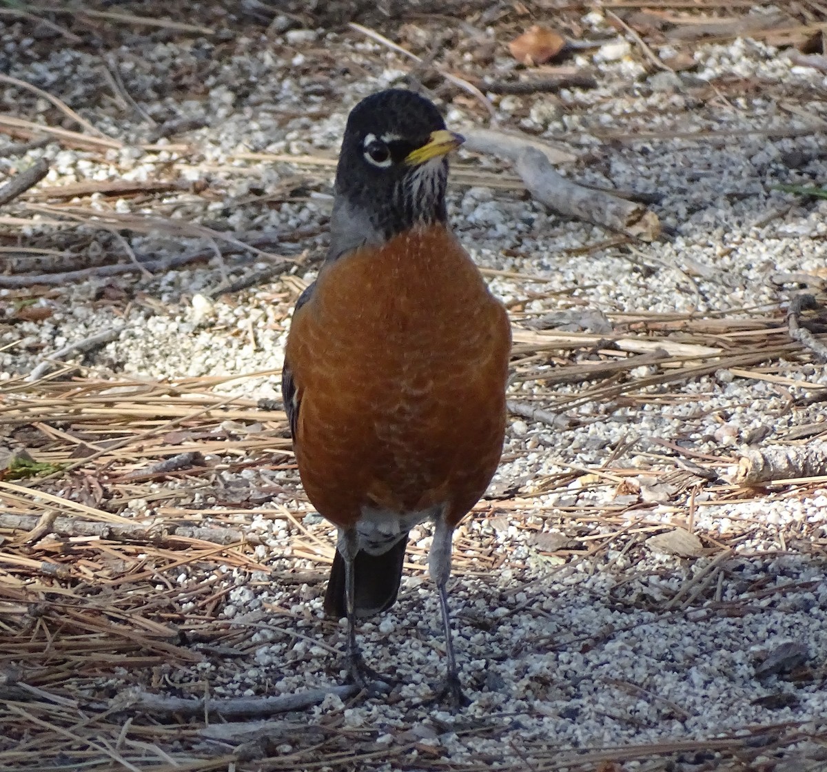 American Robin - Robin Roberts