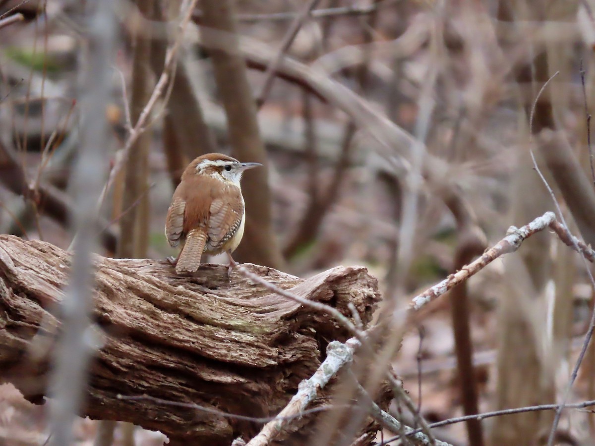 Carolina Wren - Marjorie Watson