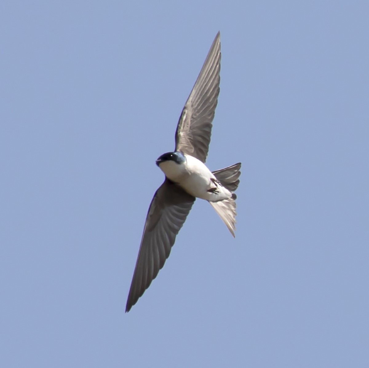 Golondrina Bicolor - ML323724441