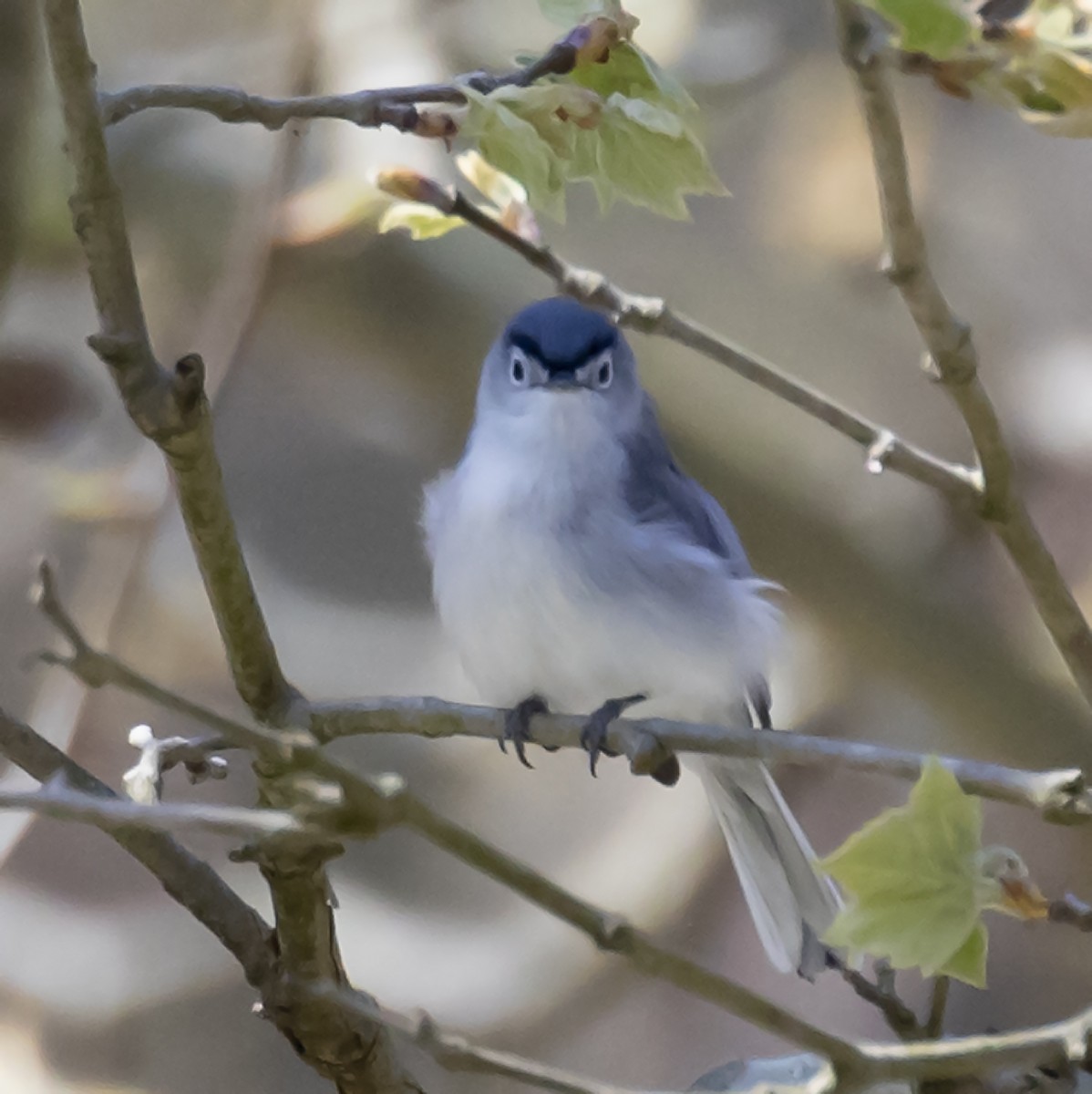 Blue-gray Gnatcatcher - John Carter