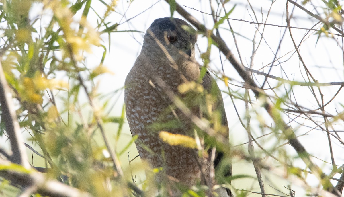 Cooper's Hawk - ML323729071