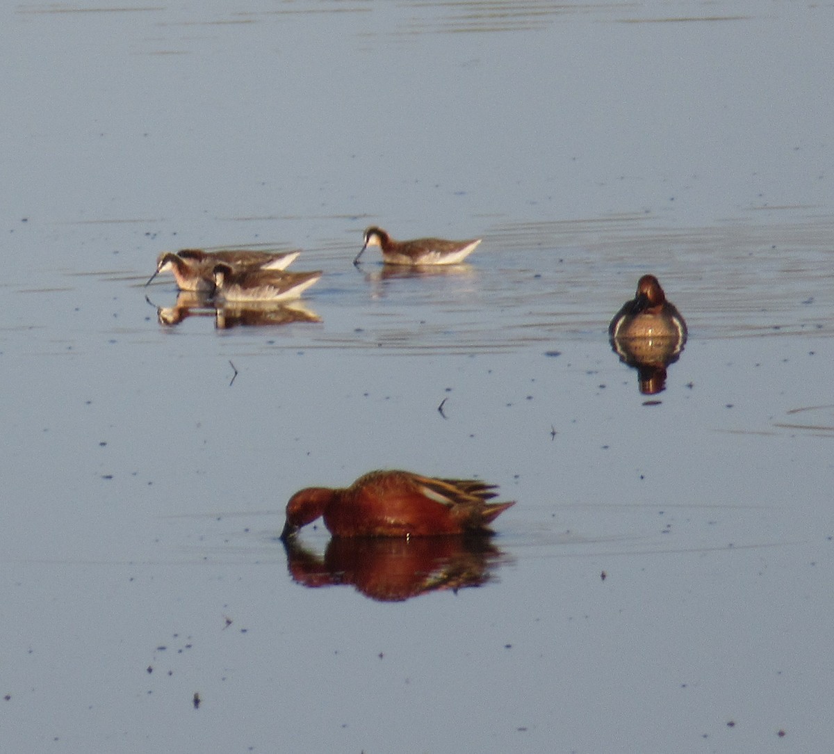 Wilson's Phalarope - ML323729941