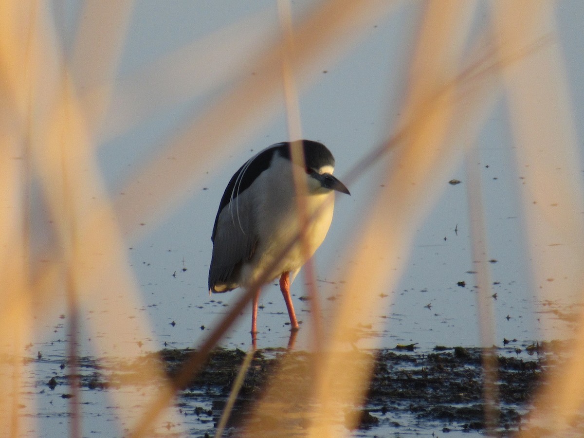 Black-crowned Night Heron - ML323731681