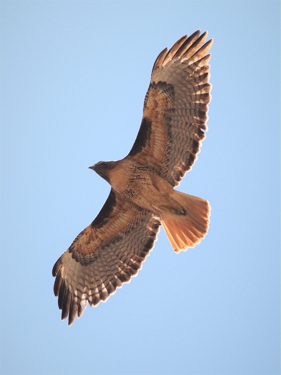 Rotschwanzbussard (calurus/alascensis) - ML323736411