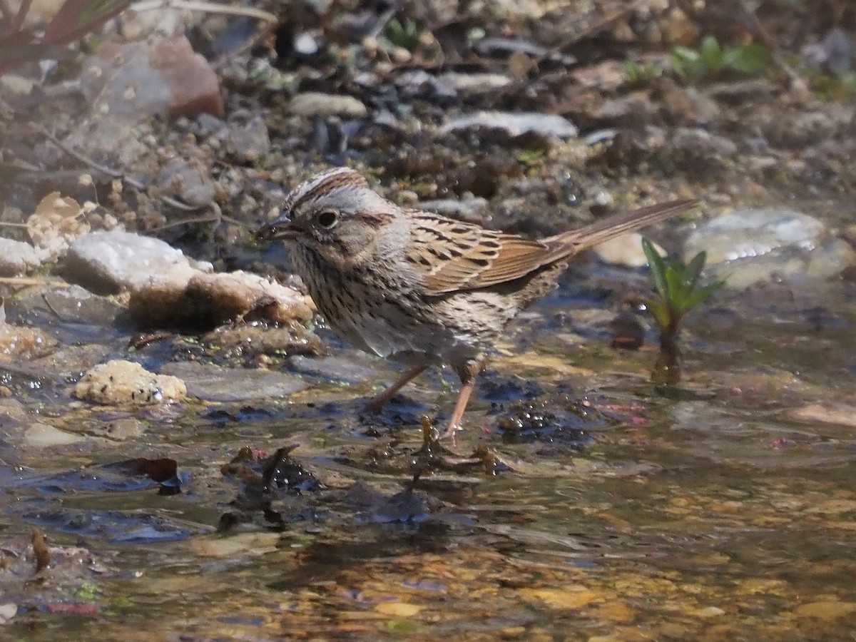 Lincoln's Sparrow - ML323737141