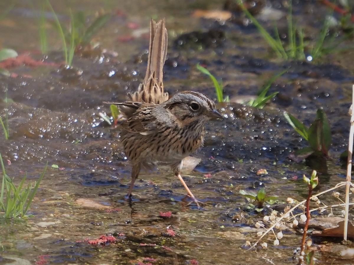 Lincoln's Sparrow - ML323737151