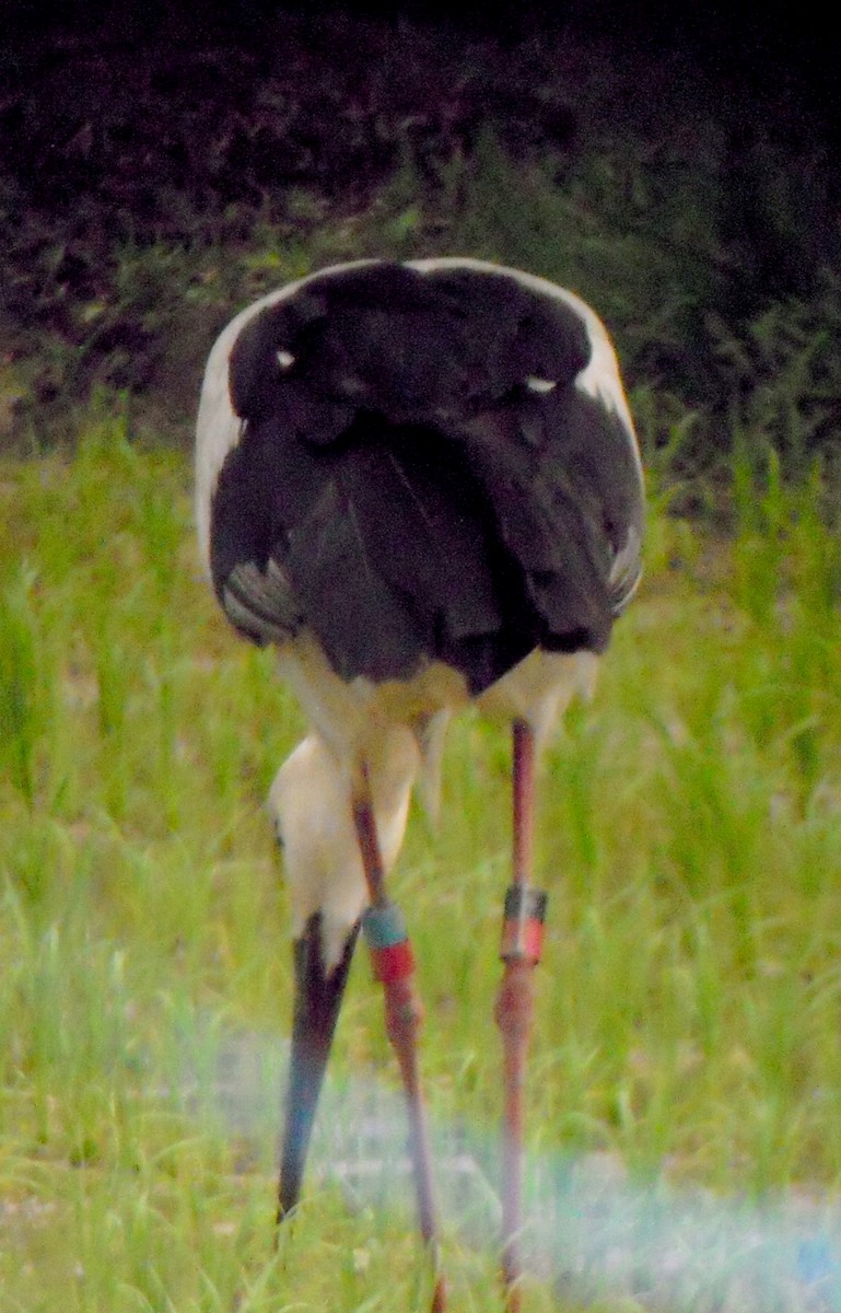 Oriental Stork - ML32373851