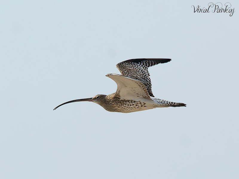 Eurasian Curlew - Pankaj Maheria