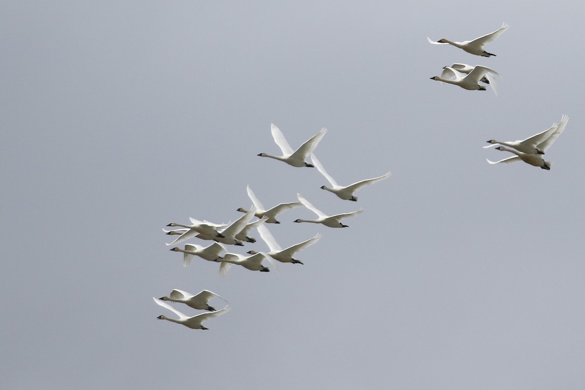 Tundra Swan - ML323739551