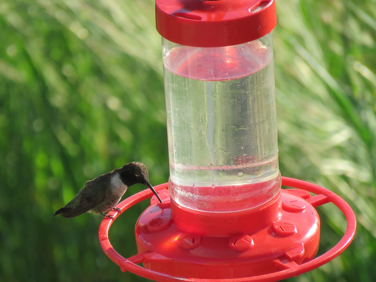 Black-chinned Hummingbird - Janet Rayner