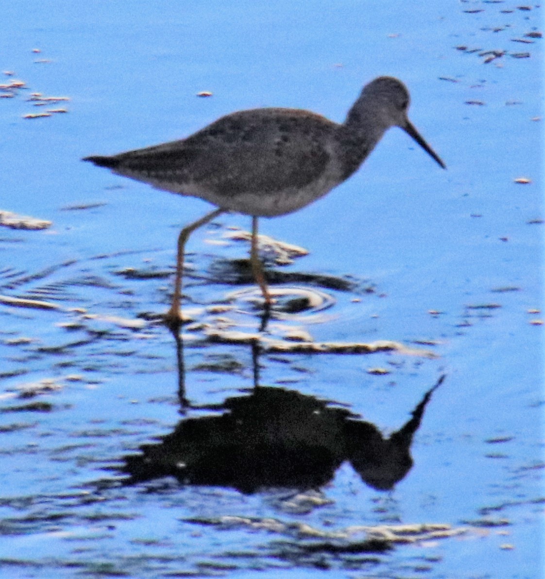 Greater Yellowlegs - ML323739721