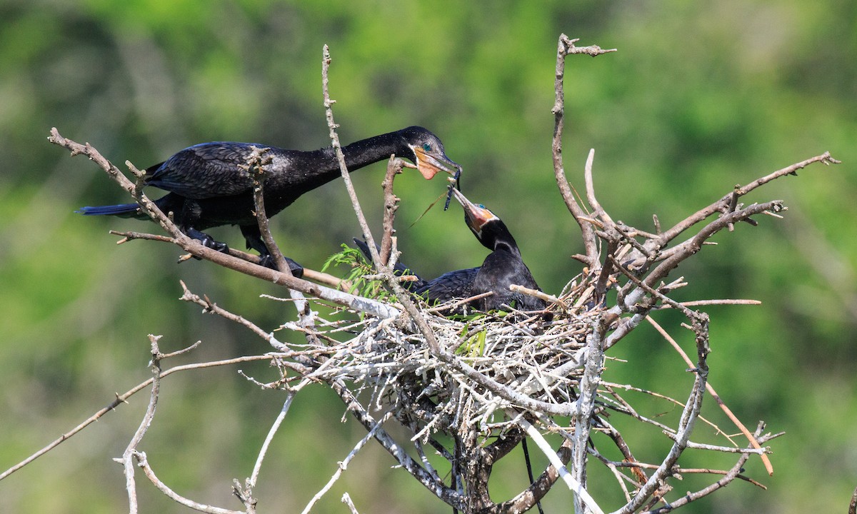 Cormorán Biguá - ML323740801