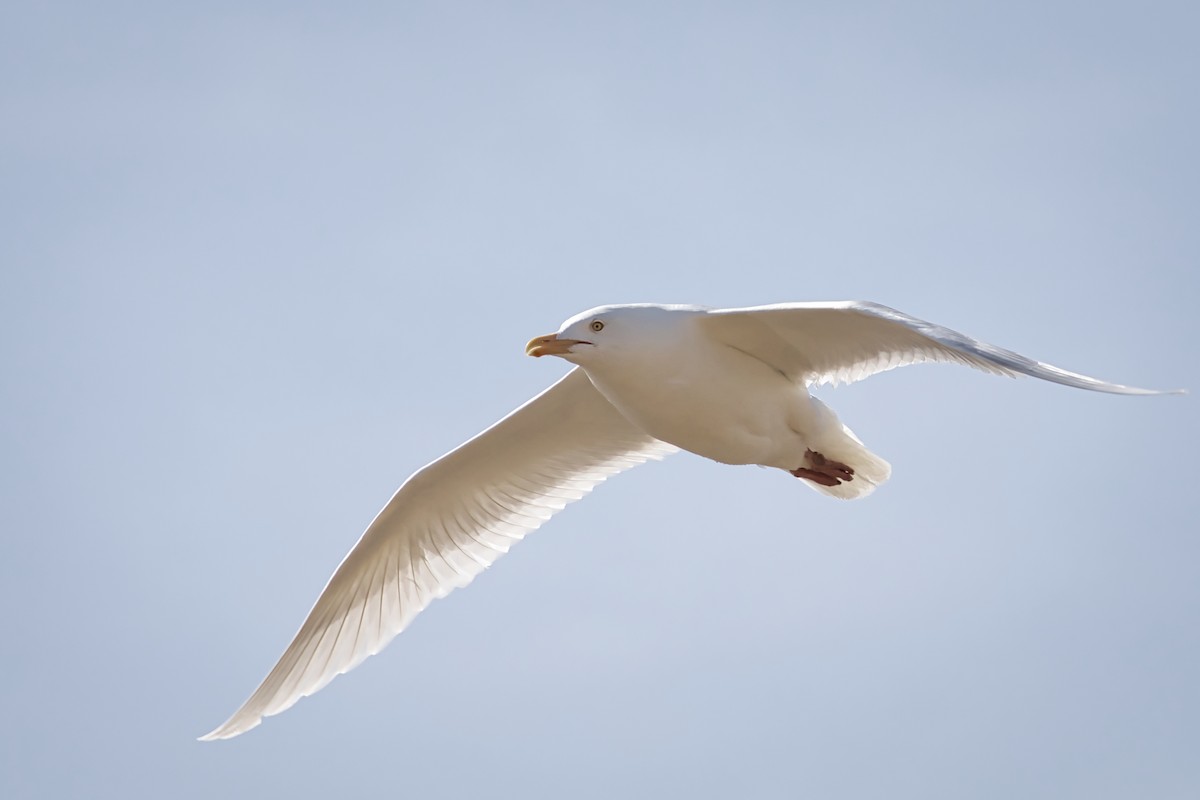 Glaucous Gull - Anne Auclair  Moe