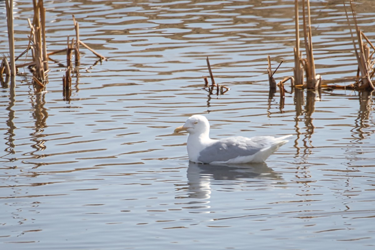 Glaucous Gull - Anne Auclair  Moe