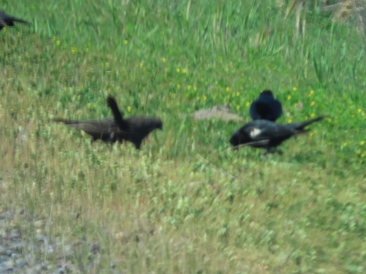 Tricolored Blackbird - ML323744831