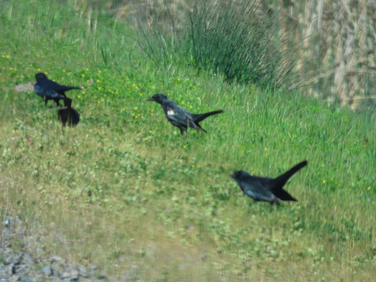Tricolored Blackbird - marisela de santa anna