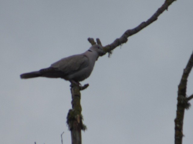 Eurasian Collared-Dove - ML323745011