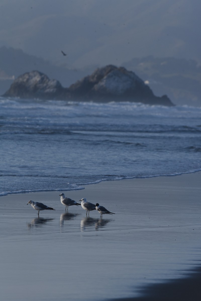 Sabine's Gull - Alan Hopkins