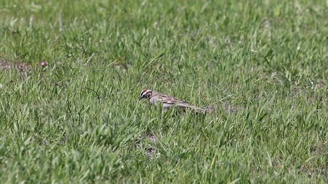 Lark Sparrow - ML323746331