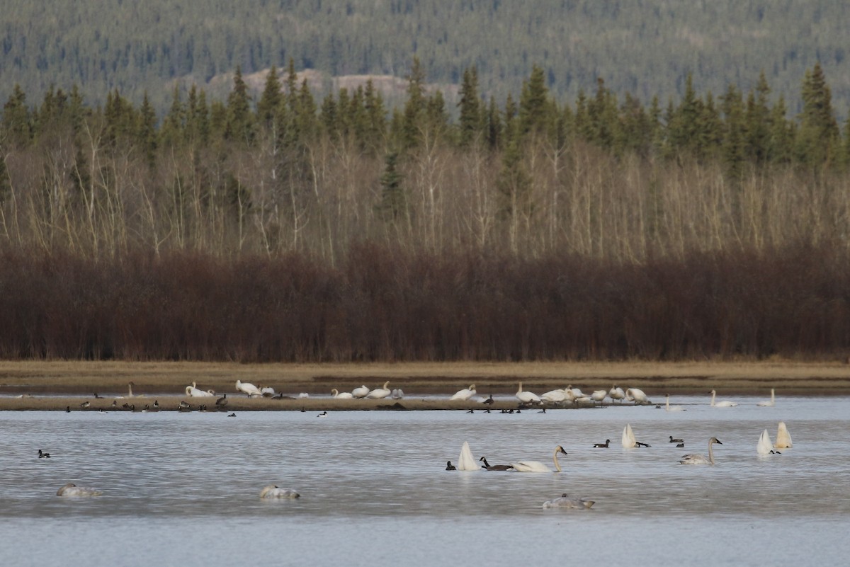 Trumpeter Swan - Cameron Eckert