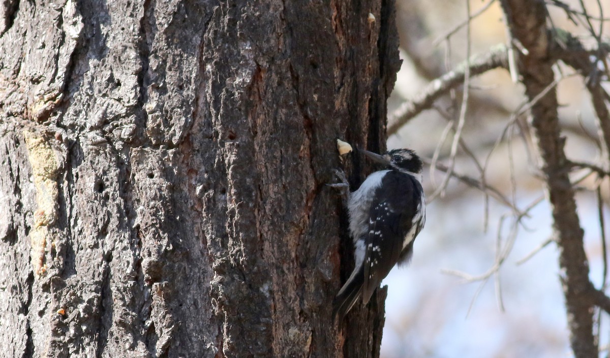 Hairy Woodpecker (Rocky Mts.) - Jay McGowan