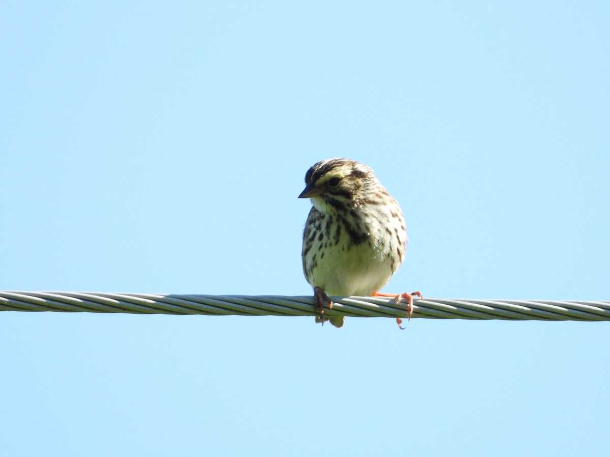 Savannah Sparrow - ML323747801