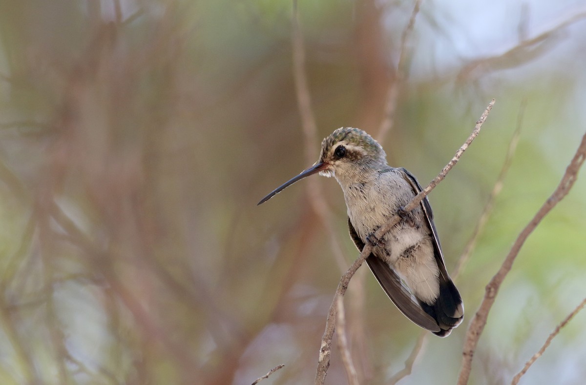 Broad-billed Hummingbird - Jay McGowan