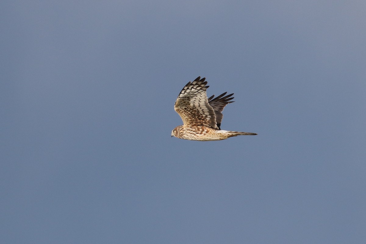 Northern Harrier - Cameron Eckert