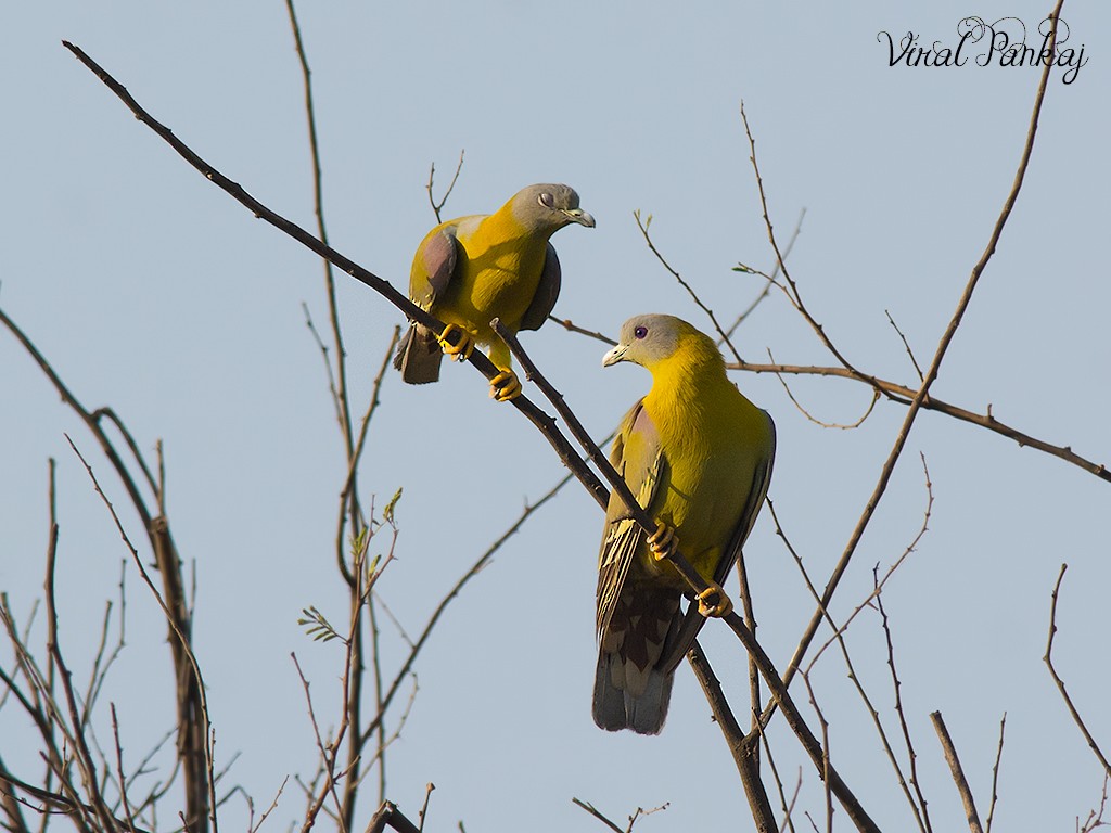 Yellow-footed Green-Pigeon - ML323749271