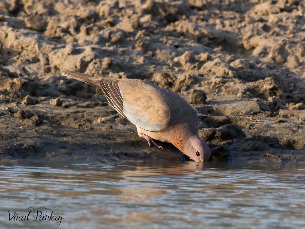 Laughing Dove - ML323749611