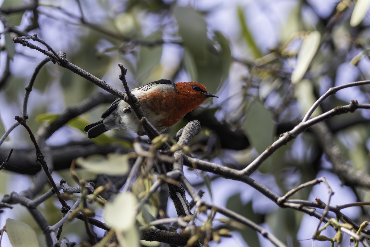 Scarlet Myzomela - ML323751001