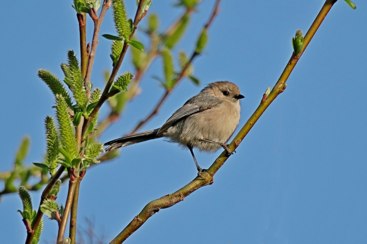 Bushtit - Hank Heiberg