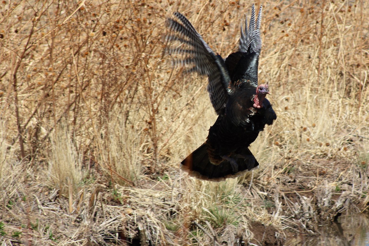 Wild Turkey - ML323752781