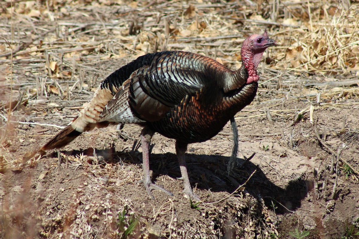 Wild Turkey - ML323752791