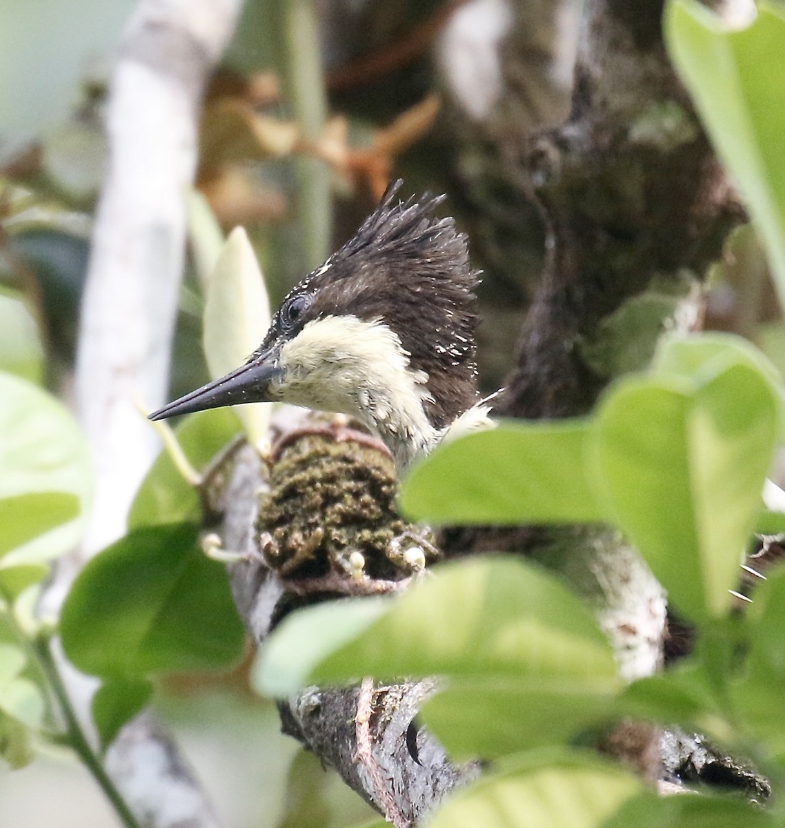 Heart-spotted Woodpecker - ML323753691