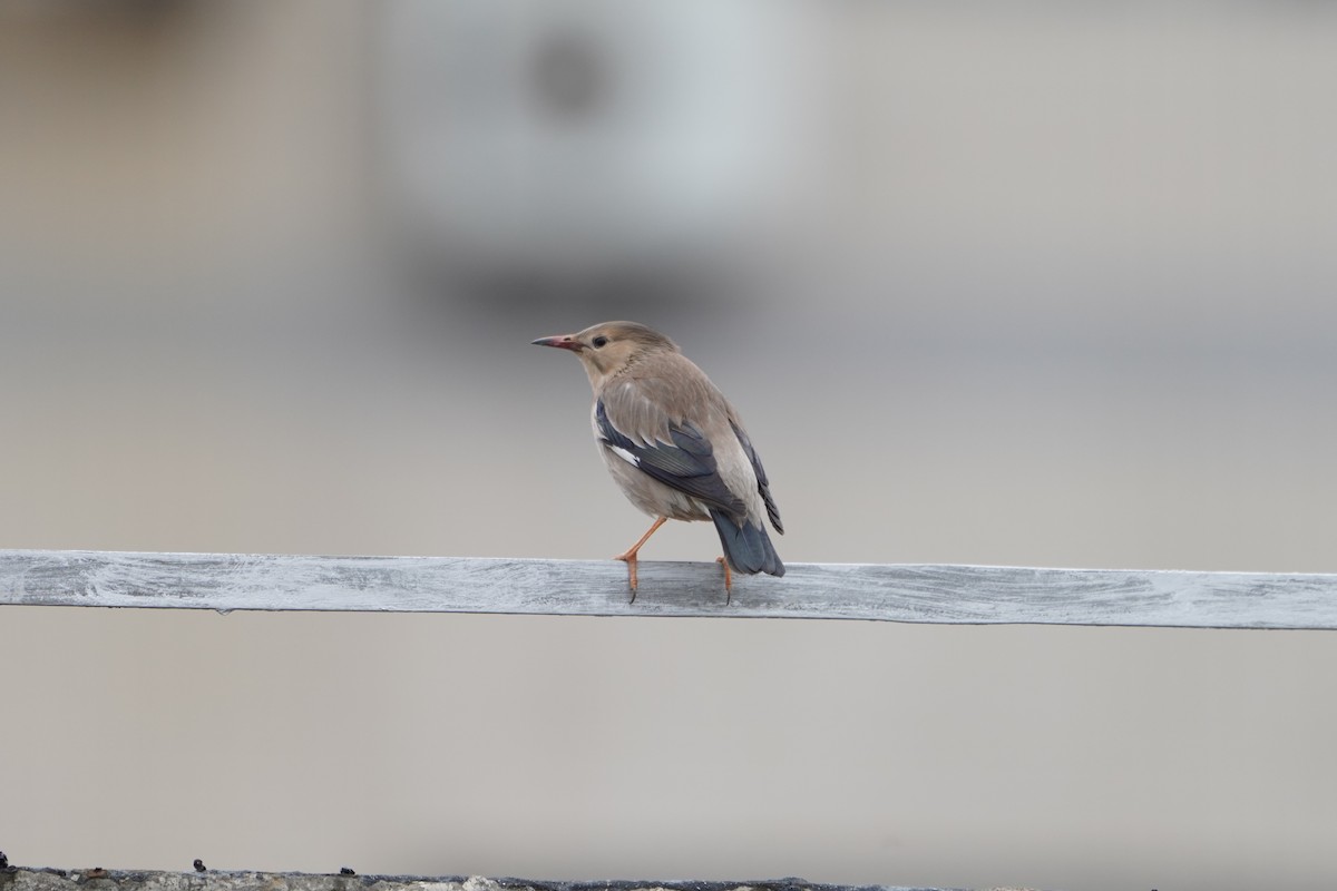 Red-billed Starling - ML323754321