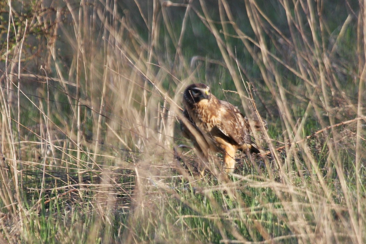 Northern Harrier - ML323754821