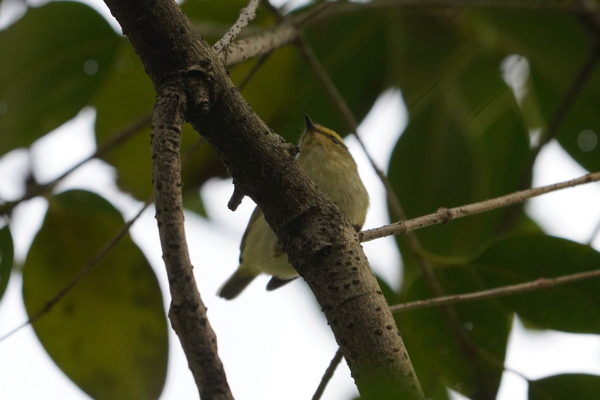 Pallas's Leaf Warbler - ML323755671