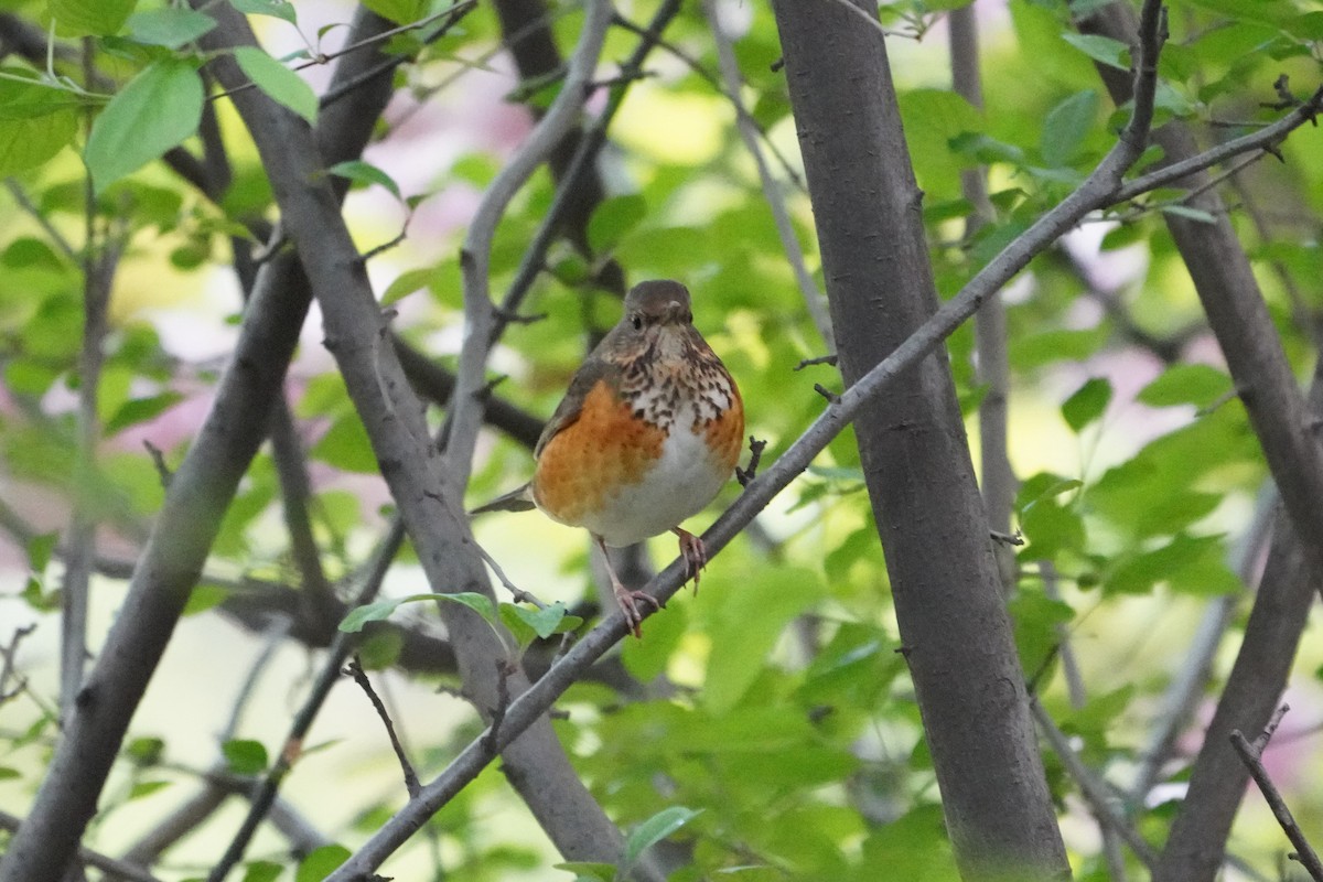 Gray-backed Thrush - ML323755721