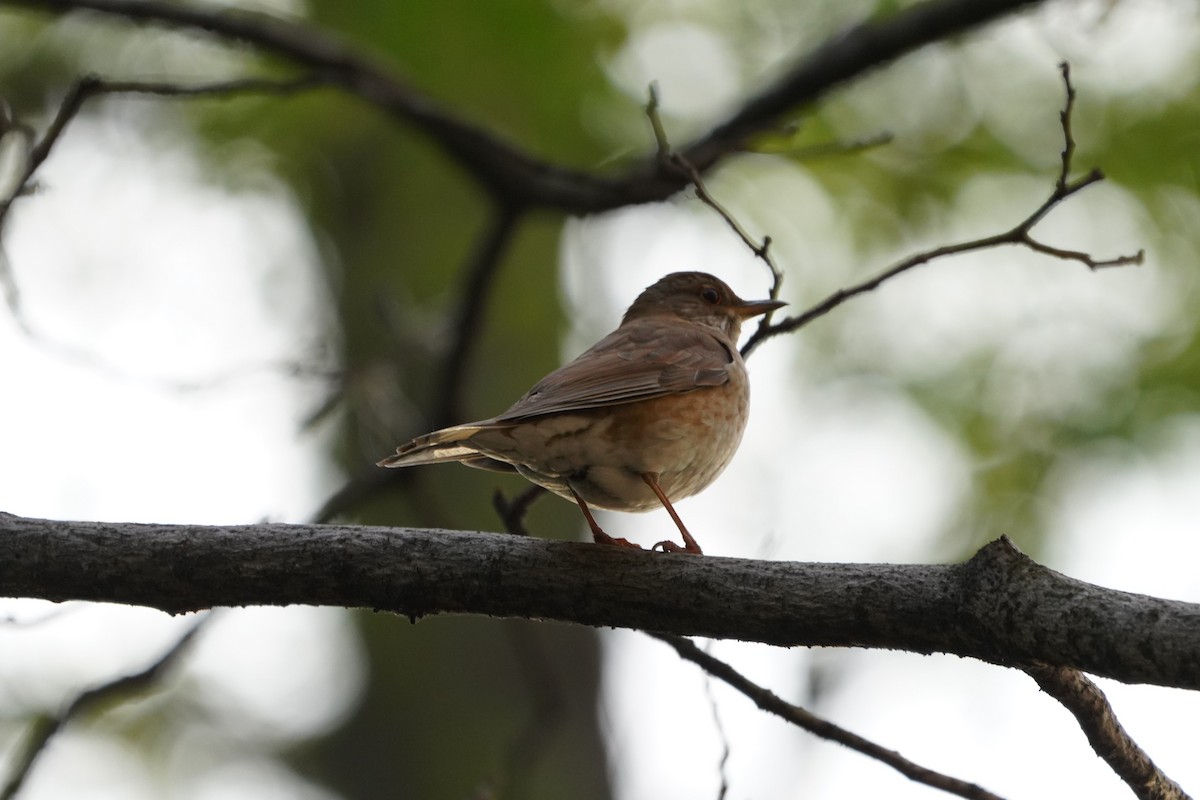 Pale Thrush - ML323755741